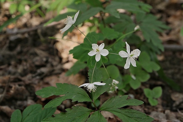 veterník žltuškovitý Isopyrum thalictroides L.