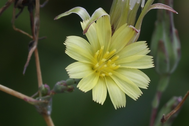 šalát kompasový Lactuca serriola L.