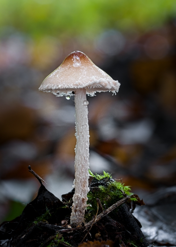 bedlička vlnatá Lepiota clypeolaria (Bull.) P. Kumm.