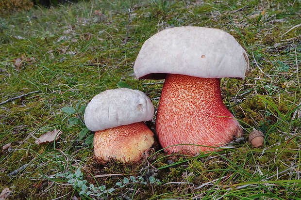 hríb purpurový Rubroboletus rhodoxanthus Kuan Zhao &amp; Zhu L. Yang