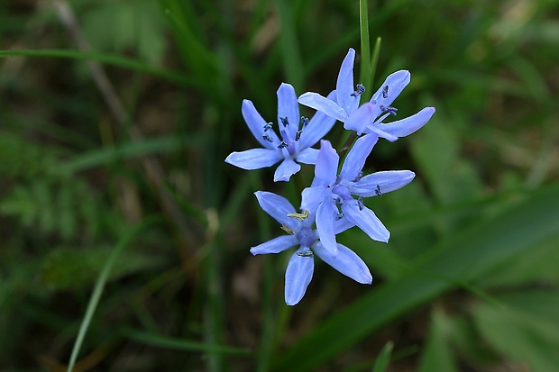 scila karpatská Scilla kladnii Schur