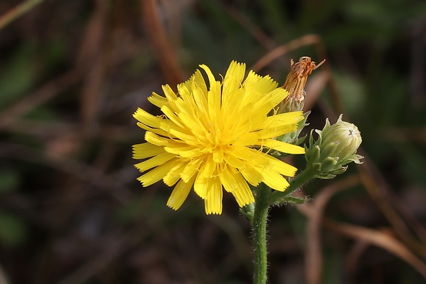 mlieč zelinný Sonchus oleraceus L.