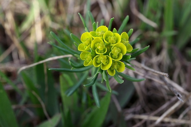 mliečnik Tithymalus sp.