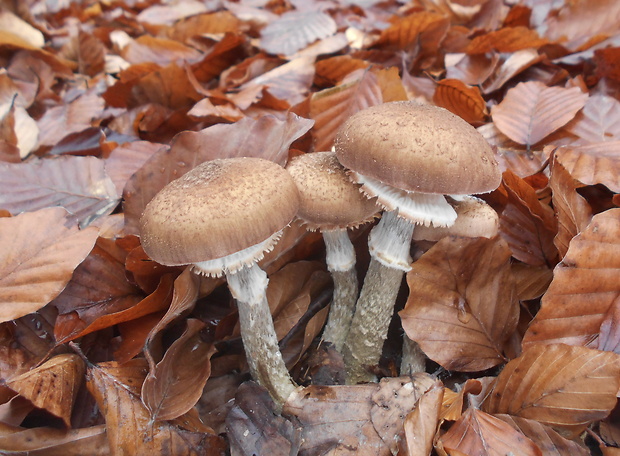 podpňovka Armillaria sp.