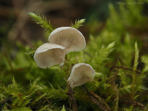 rebrovička Arrhenia sp.