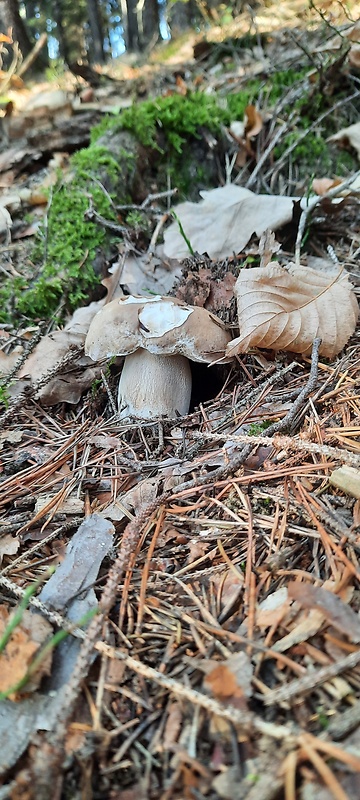 hríb smrekový Boletus edulis Bull.