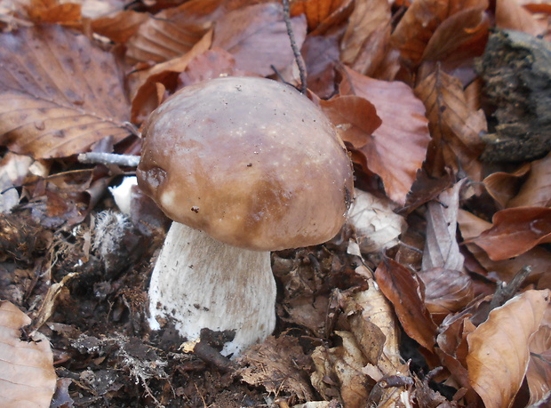 hríb smrekový Boletus edulis Bull.