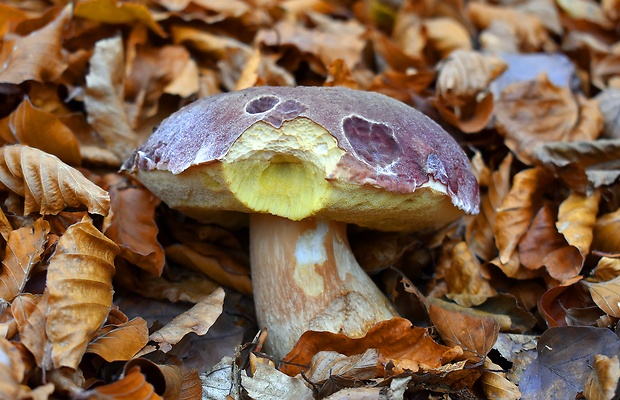 hríb sosnový Boletus pinophilus Pil. et Dermek in Pil.