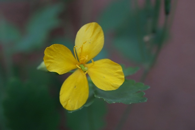 lastovičník väčší Chelidonium majus L.