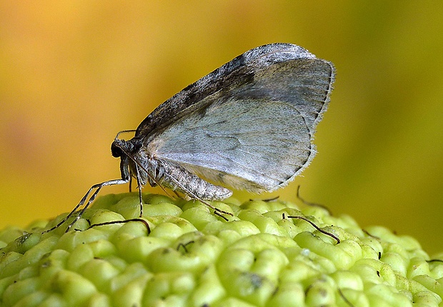 jesenica liesková Epirrita dilutata