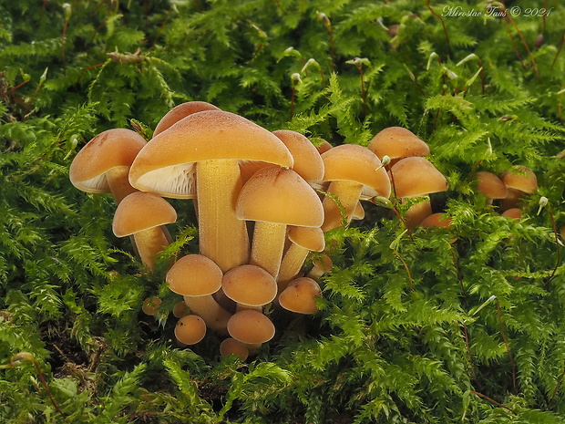 plamienka Flammulina sp.