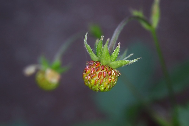 jahoda obyčajná Fragaria vesca L.