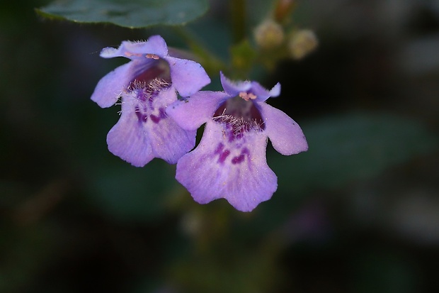 zádušník brečtanovitý Glechoma hederacea L.