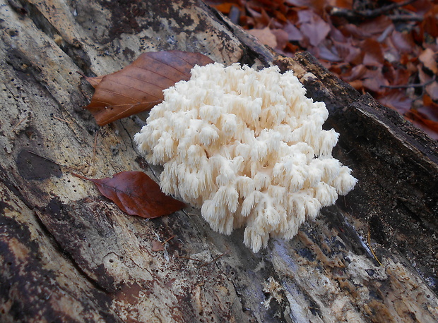 koralovec bukový Hericium coralloides (Scop.) Pers.