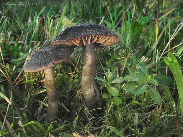 lúčnica ovčia Hygrocybe ovina (Bull.) Kühner