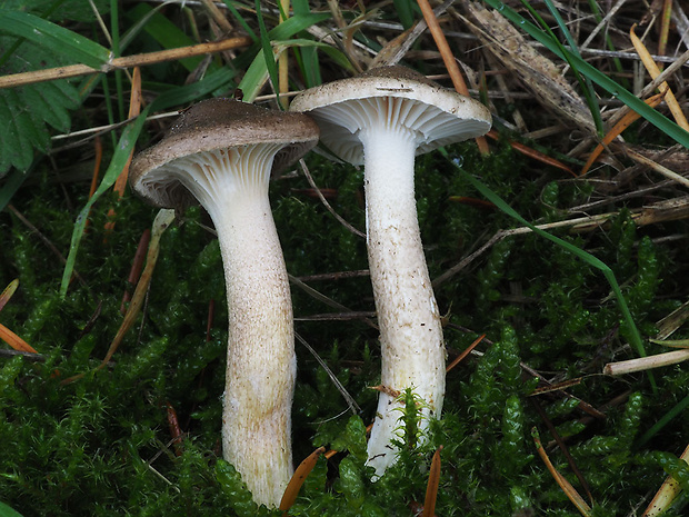 šťavnačka voňavá Hygrophorus agathosmus (Fr.) Fr.