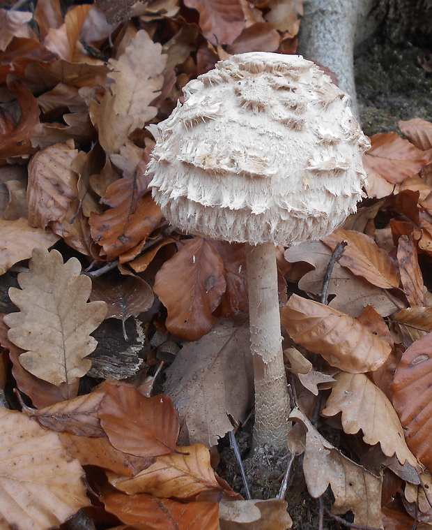 bedľa vysoká Macrolepiota procera (Scop.) Singer