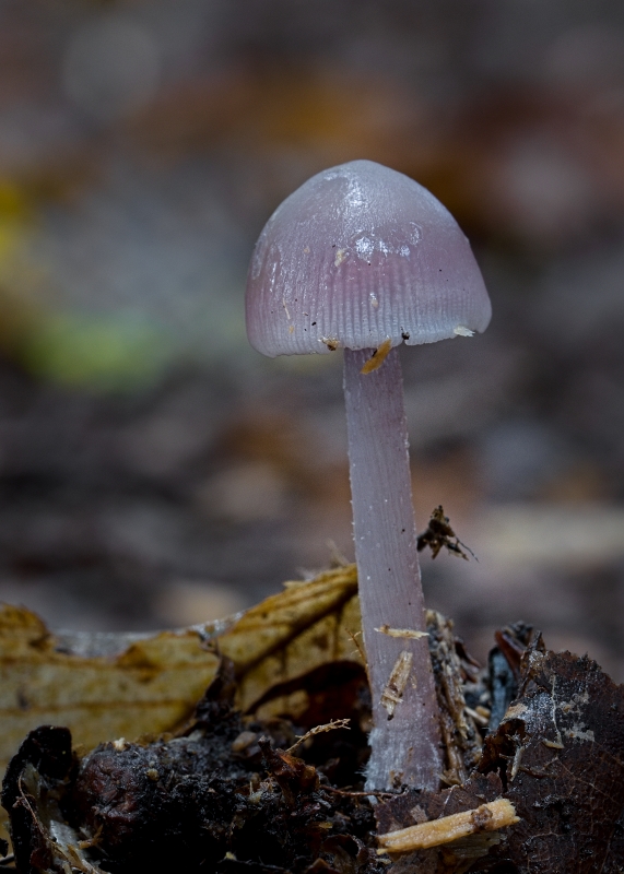 prilbička reďkovková Mycena pura (Pers.) P. Kumm.