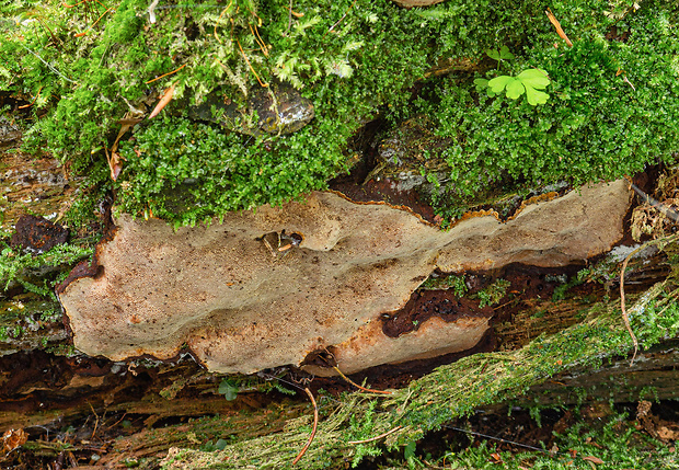 ohňovec ohraničený Phellinus nigrolimitatus (Romell) Bourdot & Galzin