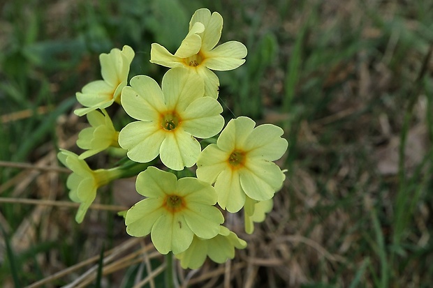 prvosienka vyššia Primula elatior (L.) L.