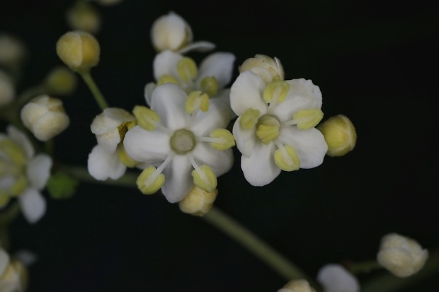 baza čierna Sambucus nigra L.