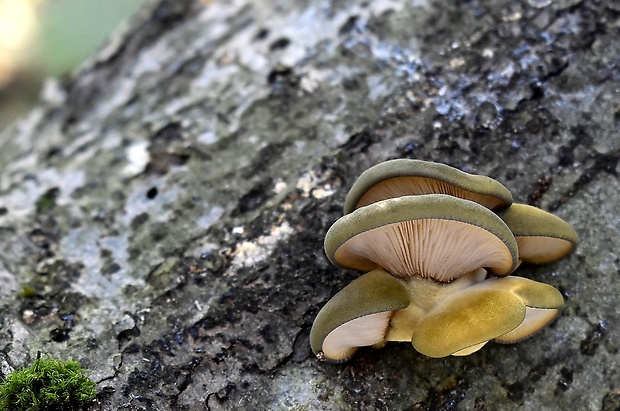 pňovka neskorá Sarcomyxa serotina (Pers.) P. Karst.