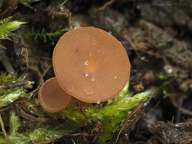 hľuznatka ďatelinová Sclerotinia trifoliorum Erikss.