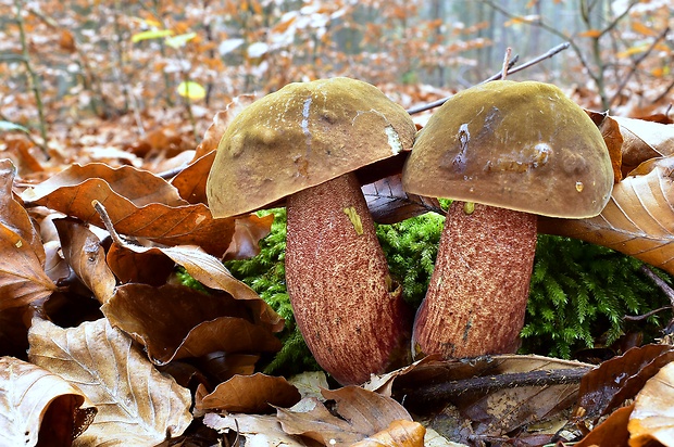 hríb zrnitohlúbikový Sutorius luridiformis (Rostk.) G. Wu & Zhu L. Yang