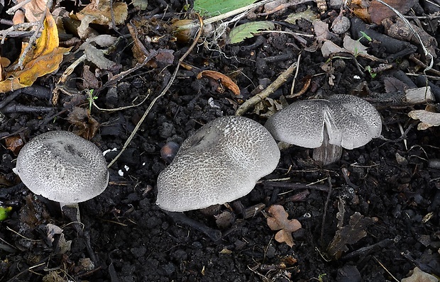 čírovka čiernošupinatá Tricholoma atrosquamosum Sacc.