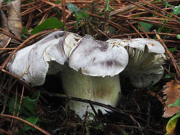 čírovka sivá Tricholoma portentosum (Fr.) Quél.