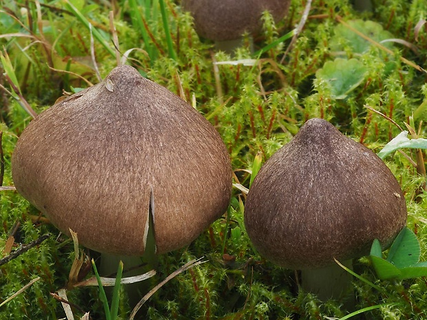 čírovka zemná Tricholoma terreum (Schaeff.) P. Kumm.