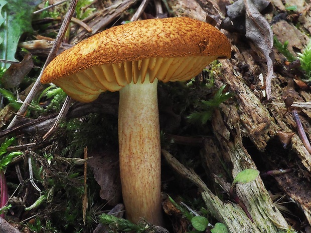 čírovec červenožltý Tricholomopsis rutilans (Schaeff.) Singer