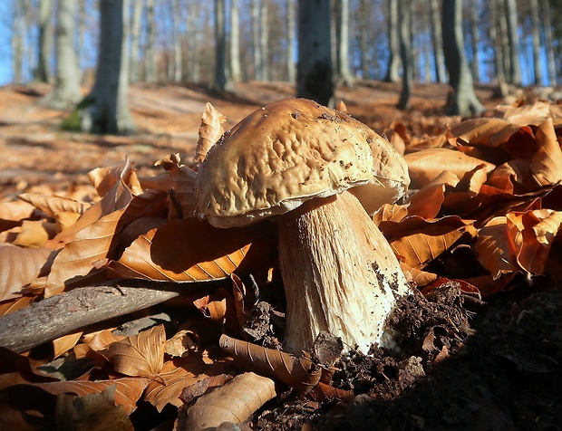 hríb smrekový Boletus edulis Bull.