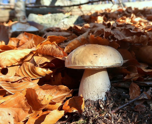 hríb smrekový Boletus edulis Bull.