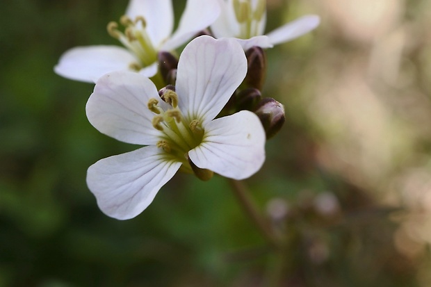 žerušnica lúčna Cardamine pratensis L.