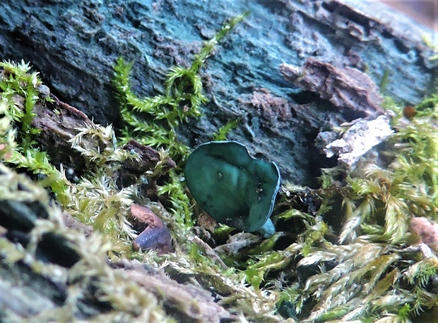 zelenica Chlorociboria sp.