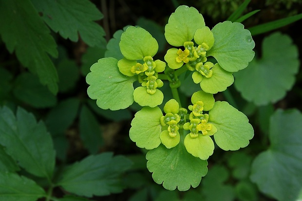 slezinovka striedavolistá Chrysosplenium alternifolium L.