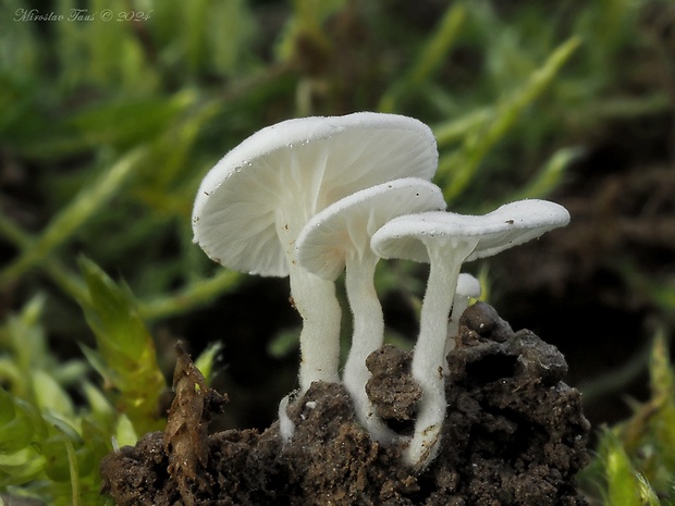 machovka drobná Clitopilus scyphoides (Fr.) Singer