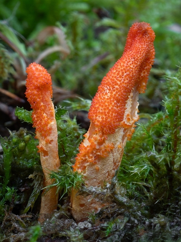 žezlovka hmyzová Cordyceps militaris (Fr.) Link