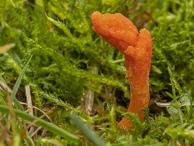 žezlovka hmyzová Cordyceps militaris (Fr.) Link