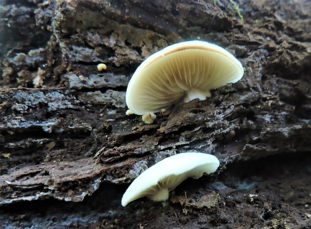 pahliva Crepidotus sp.