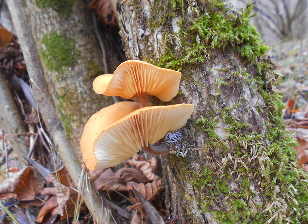 plamienka Flammulina sp.