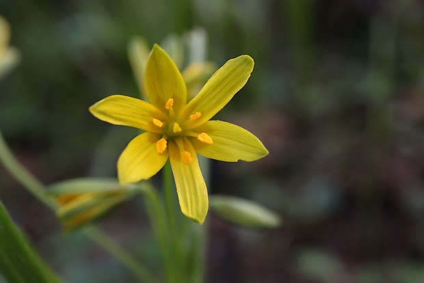 krivec Gagea sp.