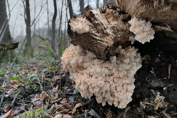 koralovec bukový Hericium coralloides (Scop.) Pers.