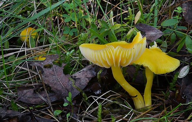 lúčnica vosková Hygrocybe ceracea (Wulfen) P. Kumm.