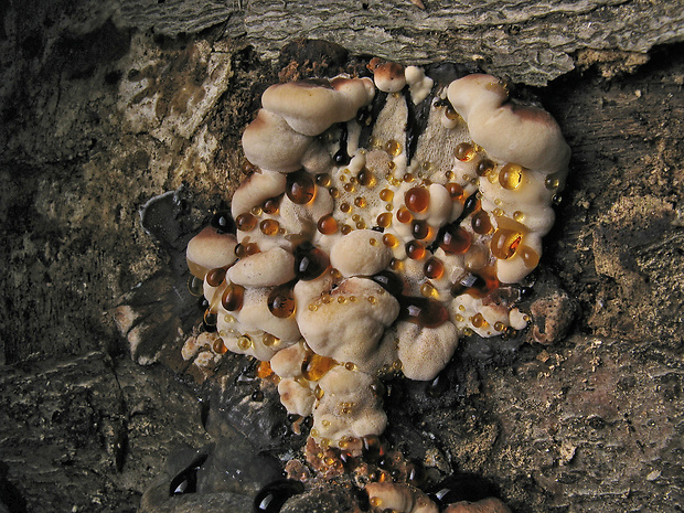 smolokôrovka buková Ischnoderma resinosum (Schrad.) P. Karst.