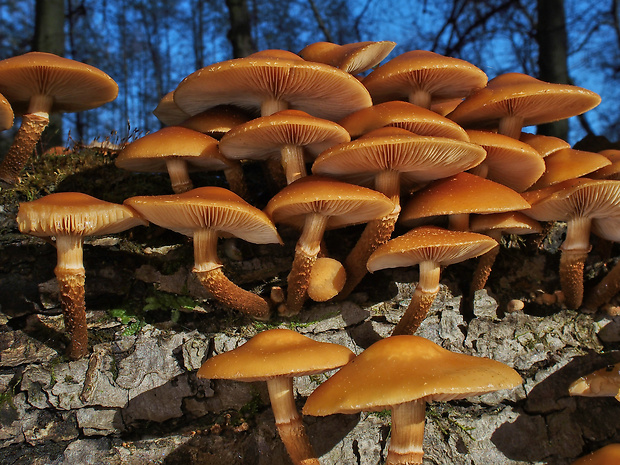 šupinačka menlivá Kuehneromyces mutabilis (Schaeff.) Singer & A.H. Sm.