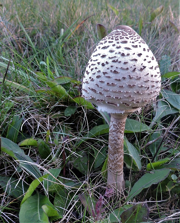 bedľa vysoká Macrolepiota procera (Scop.) Singer