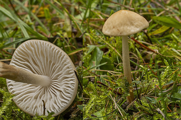 tanečnica Marasmius sp.