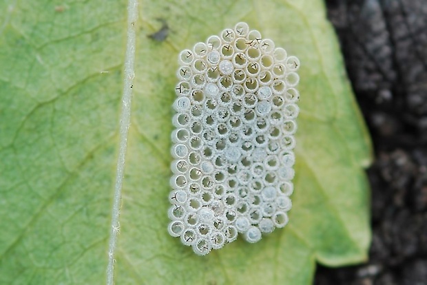 bzdocha Pentatomidae sp.